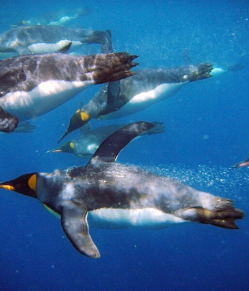 King penguins swimming under water.