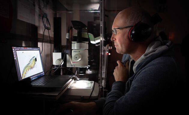 A scientist looks at an image of a krill on a computer screen. There is a microscope on the bench next to him.