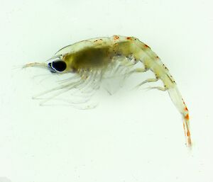 An image taken through a microscope of a krill. Its body is mostly translucent and it has big black eyes.