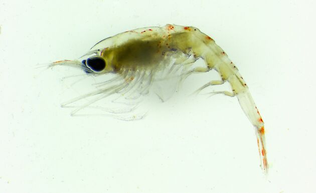 An image taken through a microscope of a krill. Its body is mostly translucent and it has big black eyes.