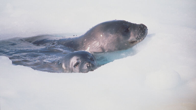 Two seals poke their noses through a hole in the ice.