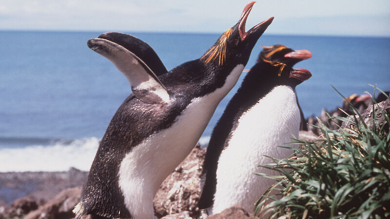 Two penguins stand on a rocky shore.