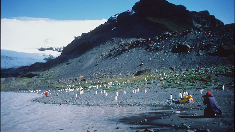 Expeditioners taking photographs of the penguins on the shoreline approaching them