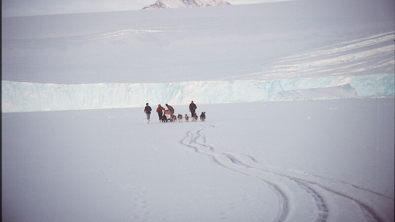 Dog team in middle distance on fast ice witn ice cliff and mountain peak in background