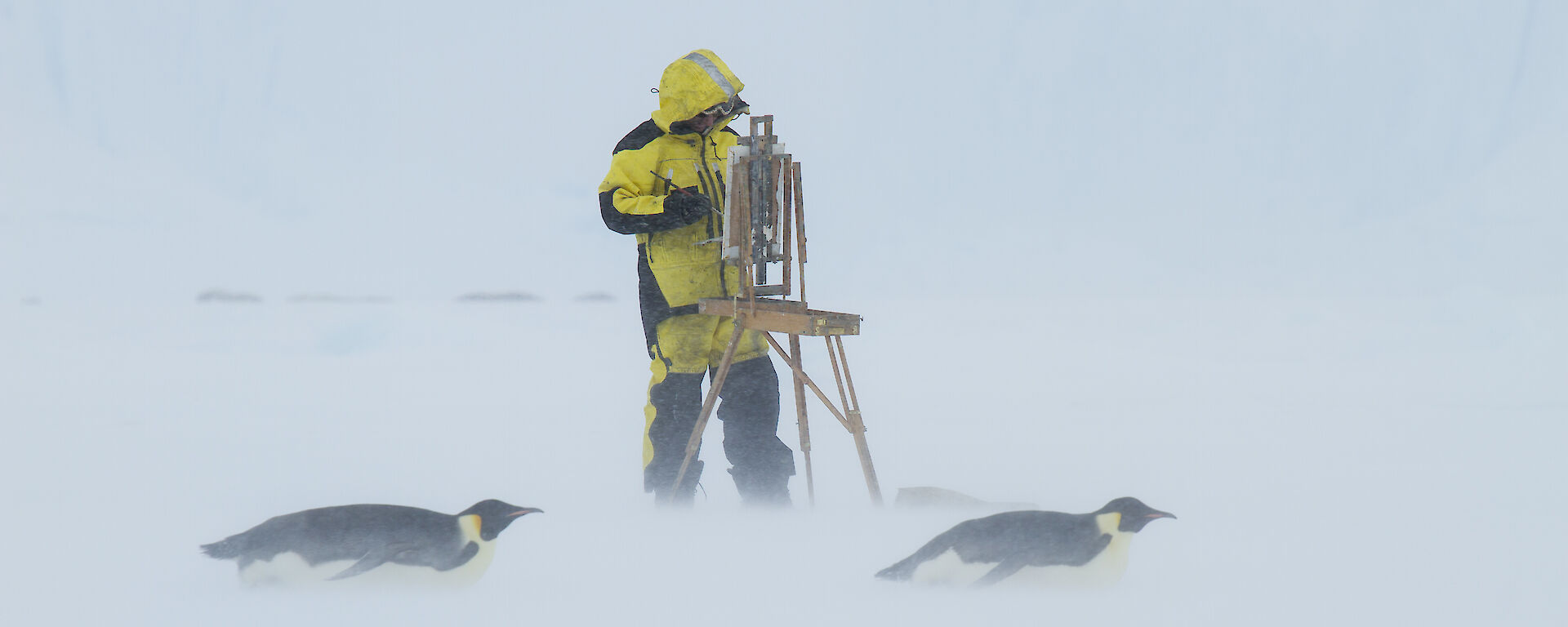 Artist standing at easel with two emperor penguins tobogganing by