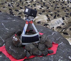 An automated camera in front of a colony of Adélie penguins.