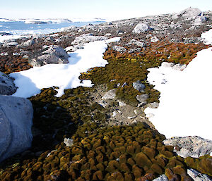 This small depression in a Casey moss bed highlights the effect of micro-topography and water availability on moss health. The moss above the depression is drying out and turning light brown.