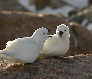 Two snow petrels sitting on the rocks