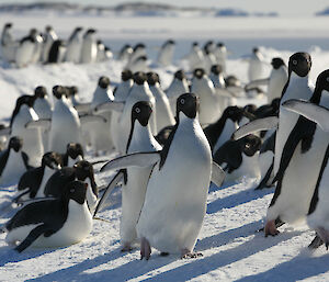Many penguins on the ice