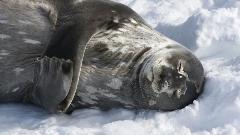 Weddell seal sleeping on the fast ice