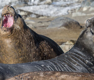 2 southern elephant seals on a beach