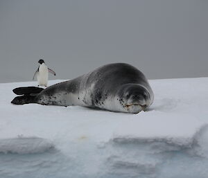 A leopard seal with an Adélie penguin behind it