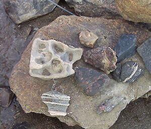 Garnet & fossiliferous rocks