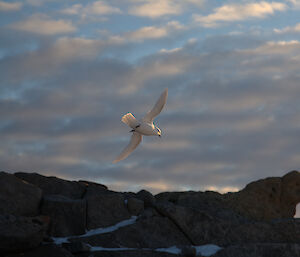 White bird flying with clouds in background.