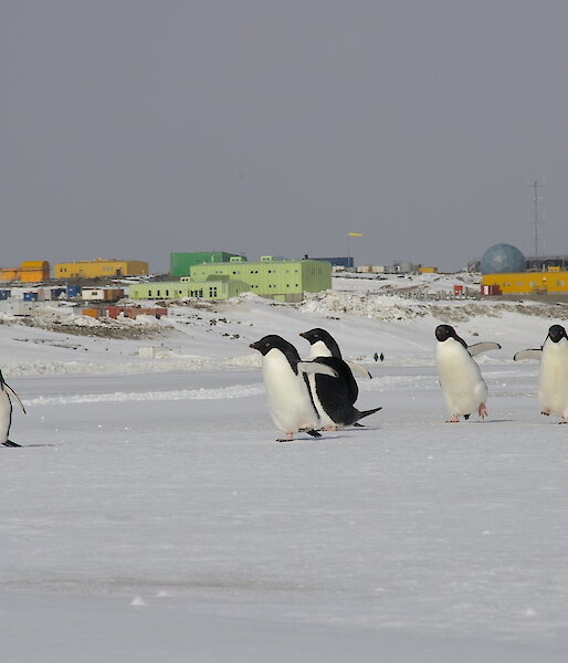 Penguins in front of station buildings