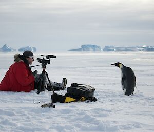 Emperor penguin approaching photographer with tripod