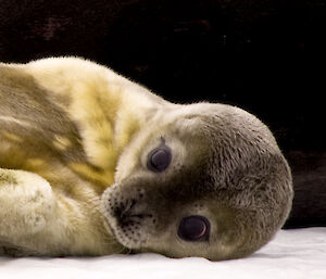 A very young seal pup with its flipper up to its mouth.