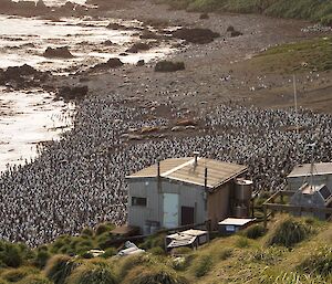 Hurd Point hut with water on left, penguins all over the beach, and land on the right — long grass is seen in foreground