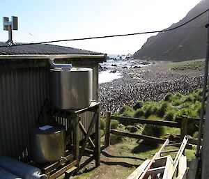 The view of the beach packed with penguins from behind a tiny hut.