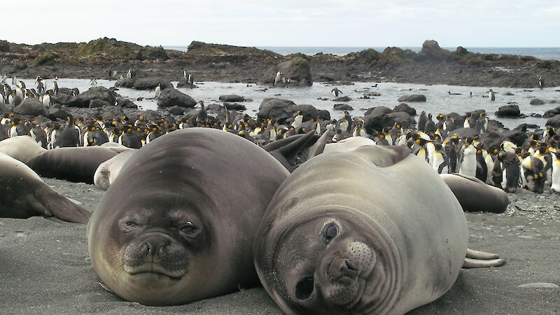 Two elephant seals on the beach with king penguins in the background.