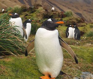 A west coast gentoo