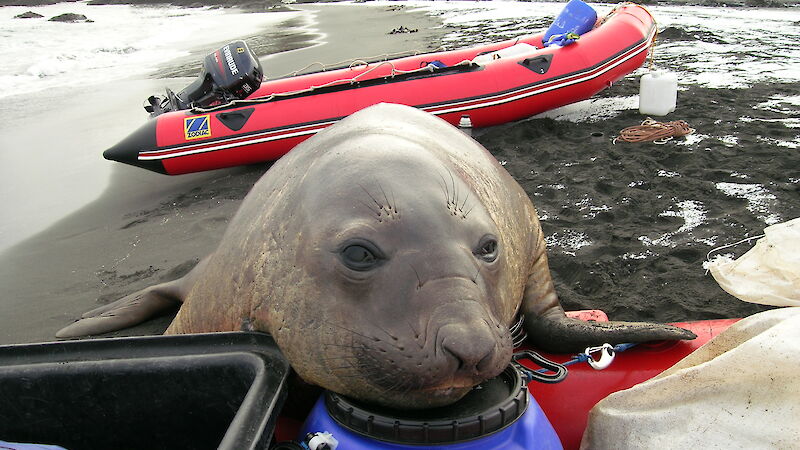 An elephant seal climbs over a inflatable boat, its nose up close to the camera