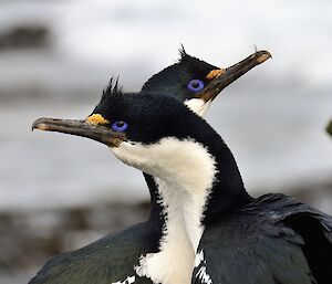 Two birds facing in opposite direction