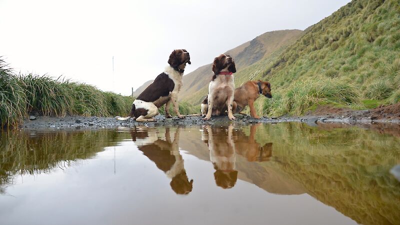 MIPEP dogs Colin, Joker and Cody reflected in a puddle on the track to the Doctors track