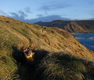A ranger checks petrel nesting burrows on the slopes of Wireless Hill