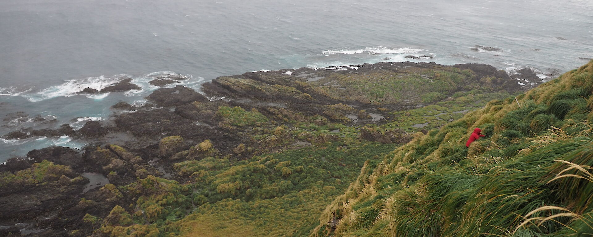 A ranger is dwarfed by a tussock covered hill overlooking the ocean on Macquarie Island