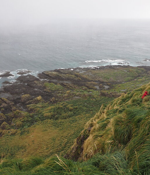A ranger is dwarfed by a tussock covered hill overlooking the ocean on Macquarie Island