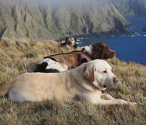 Three dogs rest on a ridge overlooking the ocean on Macquarie Island.