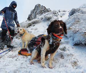 Hunting dogs in the snow on Macquarie Island