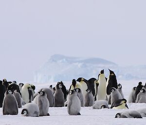 A group of fluffy emperor penguin chicks and their parents at Auster rookery