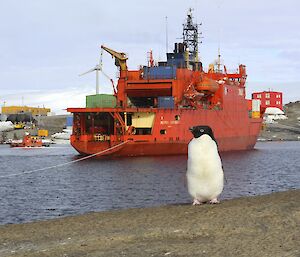 A lone Adélie penguin walks in between the docked Aurora Australis and the station during summer.