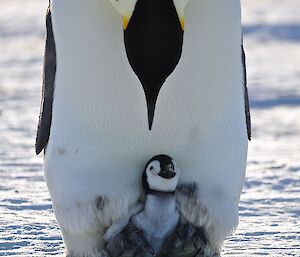 An emperor penguin parent with a chick on their feet.