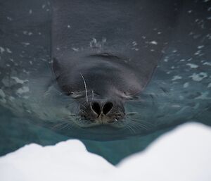 Weddell seals with its nose out of the water catching some breaths