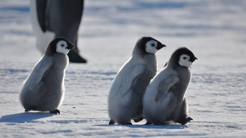 Emperor penguin chicks at Auster colony.