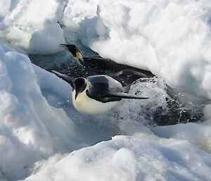 An emperor penguin launches itself from a small water hole