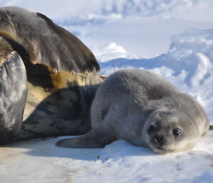 A Weddell seal pup and mum