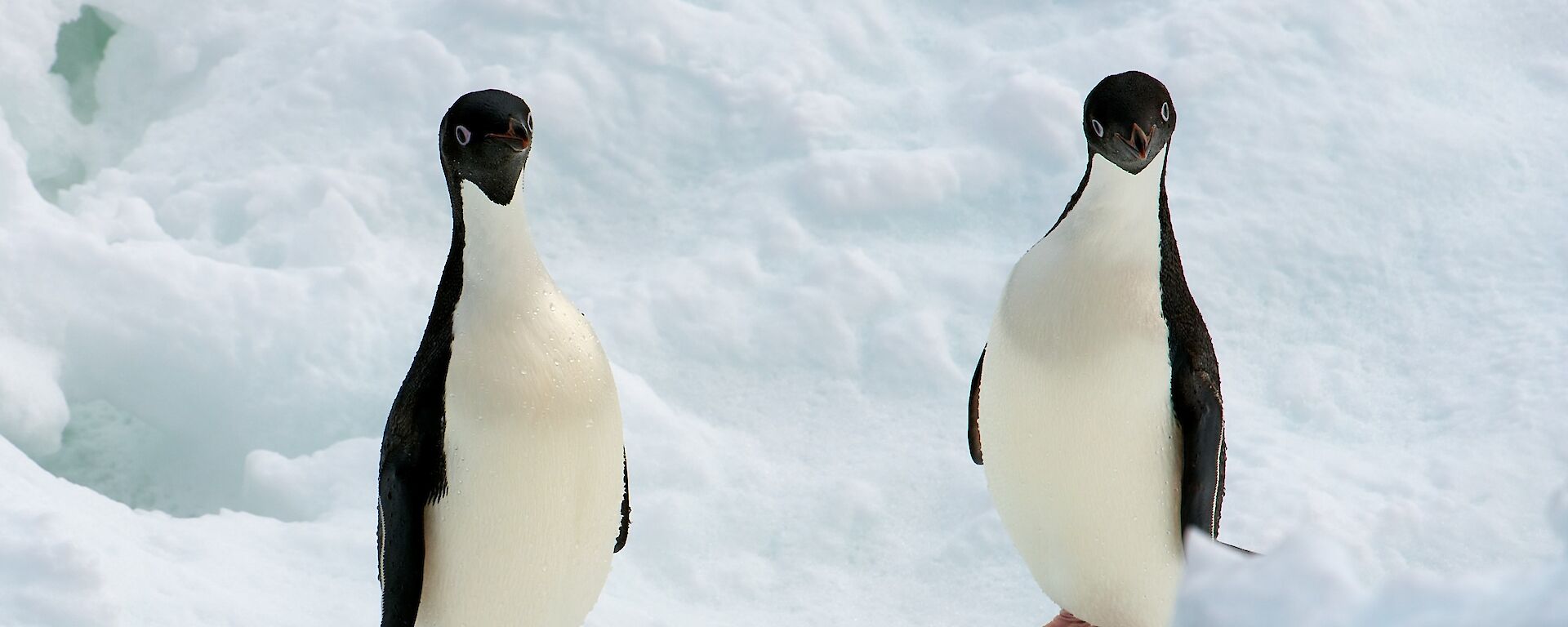 Two curious Adelies look up at the camera.