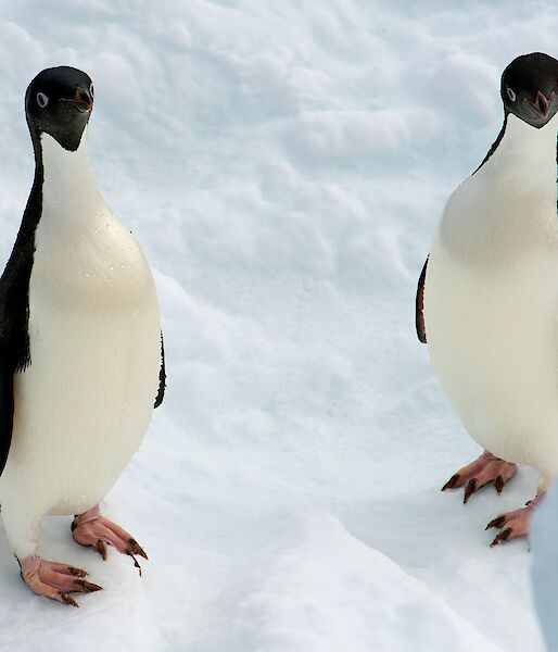 Two curious Adelies look up at the camera.