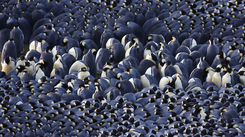 A large amount of penguins huddle very closely together