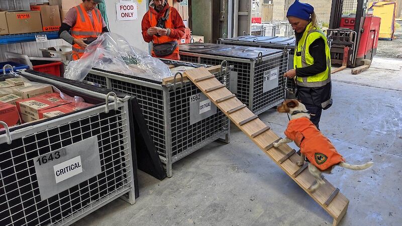 Biosecurity dog and handler inspecting cargo