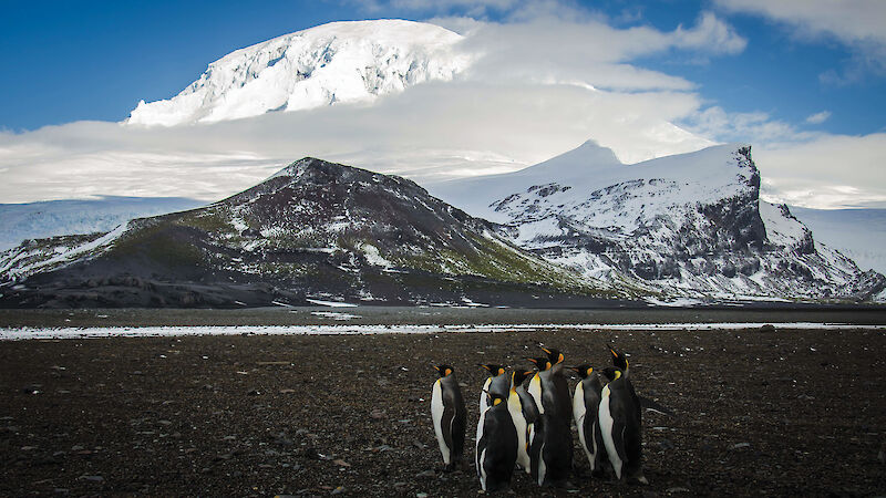 King penguins on Heard Island.
