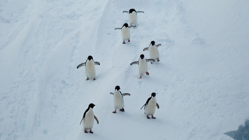 Adélie penguins near Syowa Station, a Japanese research station located on East Ongul Island in Antarctica