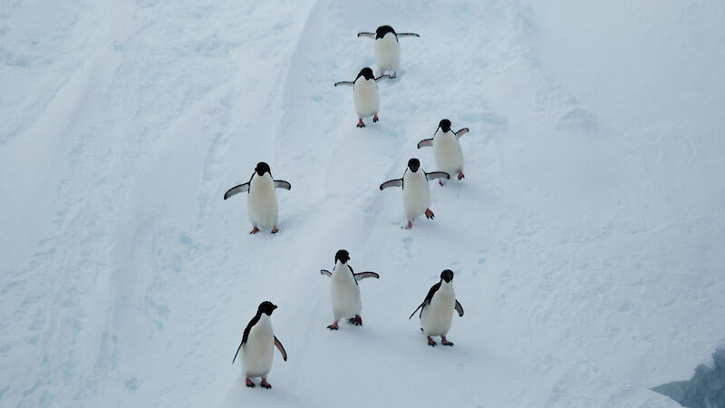 Adélie penguins near Syowa Station, a Japanese research station located on East Ongul Island in Antarctica