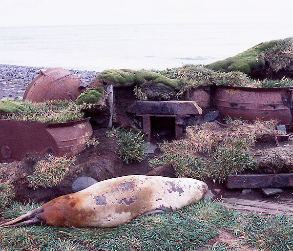 A southern elephant seal lies in front of rusty trypots on a beach at Heard Island.