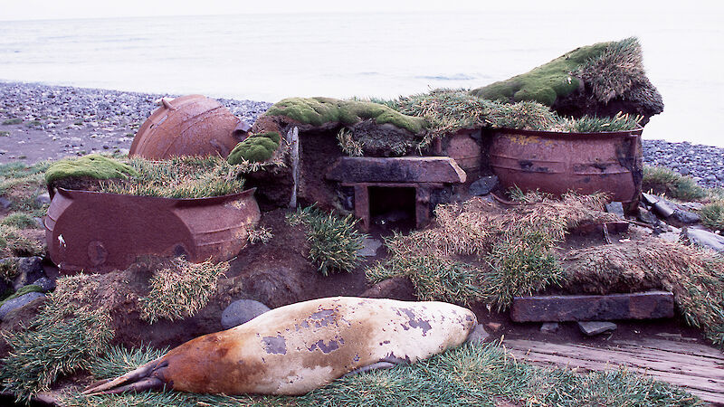 A southern elephant seal lies in front of rusty trypots on a beach at Heard Island.