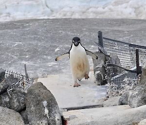 penguin walking across a platform over rocks